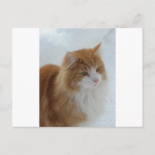 Norwegian_Forest_Cat Briefkaart (Voorkant)