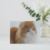 Norwegian_Forest_Cat Briefkaart (Staand voorkant)