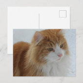 Norwegian_Forest_Cat Briefkaart (Voorkant / Achterkant)