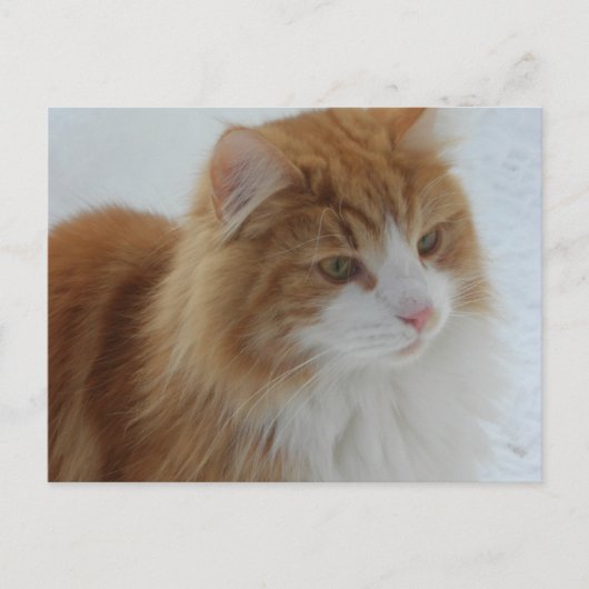 Norwegian_Forest_Cat Briefkaart (Voorkant)