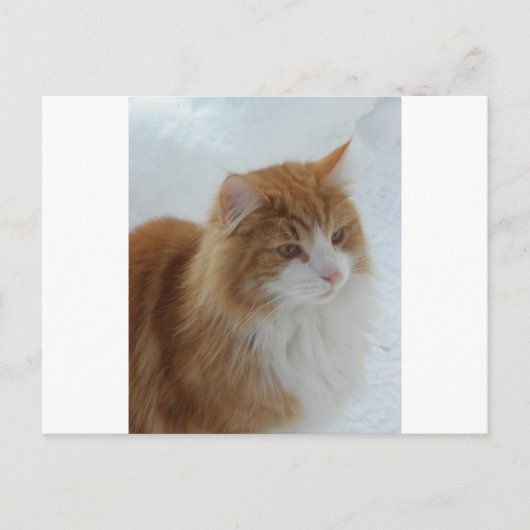 Norwegian_Forest_Cat Briefkaart (Voorkant)
