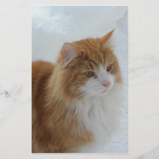 Norwegian_Forest_Cat Briefpapier (Voorkant)