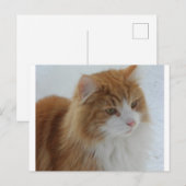 Norwegian_Forest_Cat Feestdagenkaart (Voorkant / Achterkant)
