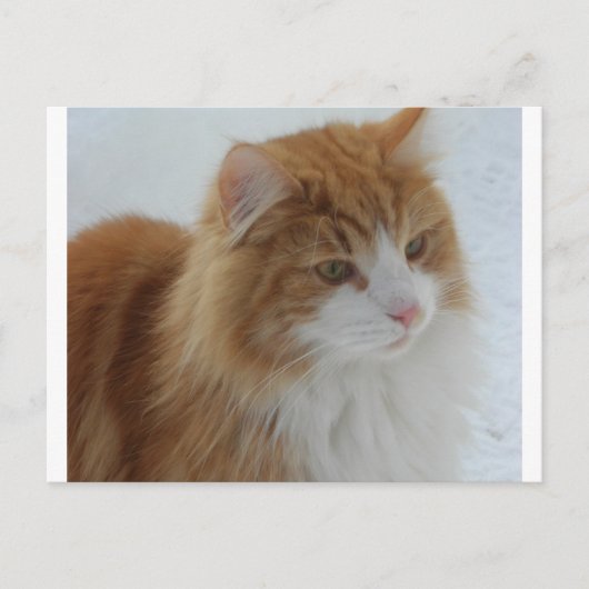 Norwegian_Forest_Cat Feestdagenkaart (Voorkant)
