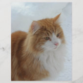 Norwegian_Forest_Cat Flyer (Voorkant)