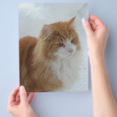Norwegian_Forest_Cat Flyer (Hand)