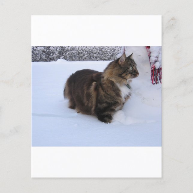 norwegian forest cat in snow (Voorkant)