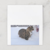 norwegian forest cat in snow afsprakenkaart (Buitenkant ongevouwen)