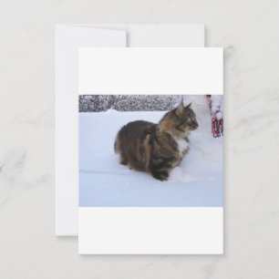 norwegian forest cat in snow bedankkaart