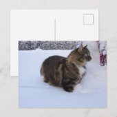 norwegian forest cat in snow briefkaart (Voorkant / Achterkant)