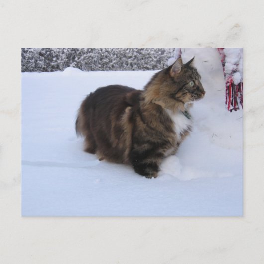 norwegian forest cat in snow briefkaart (Voorkant)