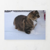 norwegian forest cat in snow drieluik programma (Cover)