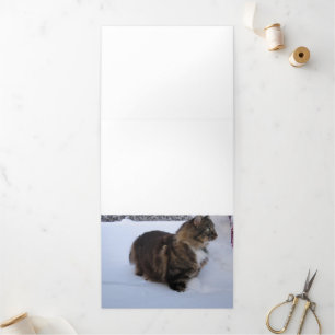 norwegian forest cat in snow drieluik programma