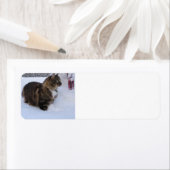 norwegian forest cat in snow etiket (Insitu)