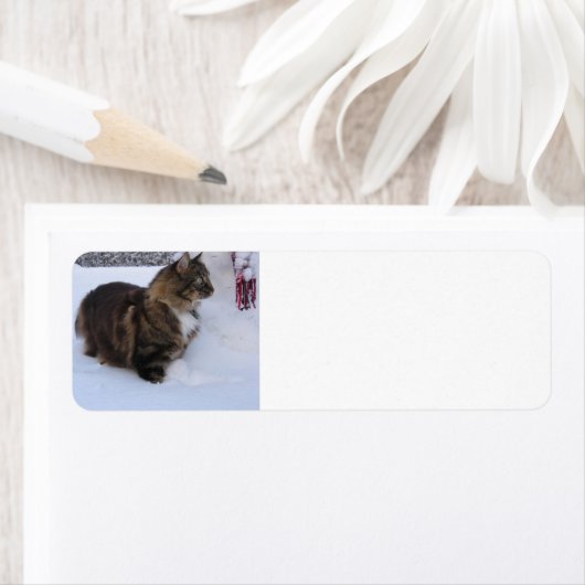 norwegian forest cat in snow etiket (Insitu)