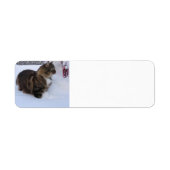norwegian forest cat in snow etiket (Voorkant)