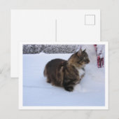 norwegian forest cat in snow feestdagenkaart (Voorkant / Achterkant)