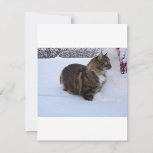 norwegian forest cat in snow feestdagenkaart (Voorkant)