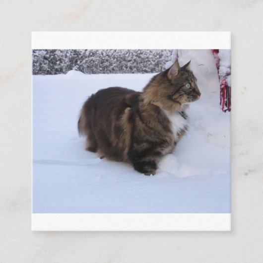 norwegian forest cat in snow informatiekaartje (Voorkant)