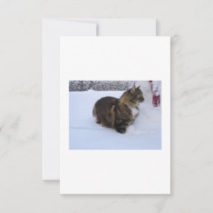 norwegian forest cat in snow kaart