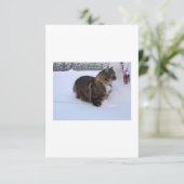 norwegian forest cat in snow kaart (Staand voorkant)