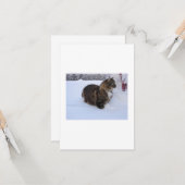 norwegian forest cat in snow kaart (Voorkant / Achterkant in situ)