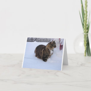 norwegian forest cat in snow kaart