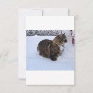 norwegian forest cat in snow kaart