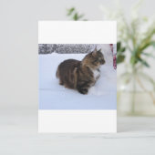 norwegian forest cat in snow kaart (Staand voorkant)