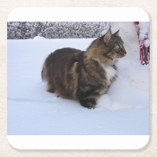 norwegian forest cat in snow kartonnen onderzetters (Voorkant)