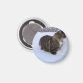 norwegian forest cat in snow magneet (Voorkant / Achterkant)