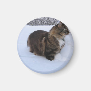 norwegian forest cat in snow magneet