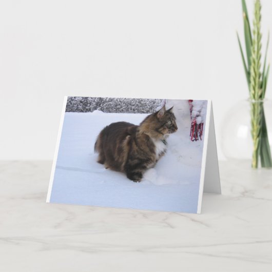 norwegian forest cat in snow programma (Voorkant)