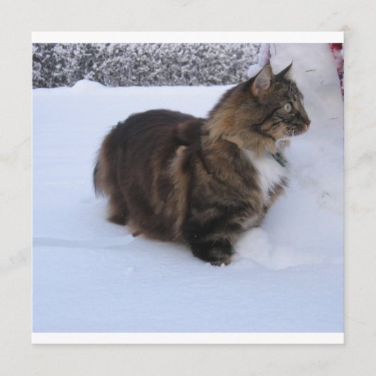 norwegian forest cat in snow programmakaart (Voorkant)