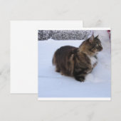 norwegian forest cat in snow programmakaart (Voorkant / Achterkant)