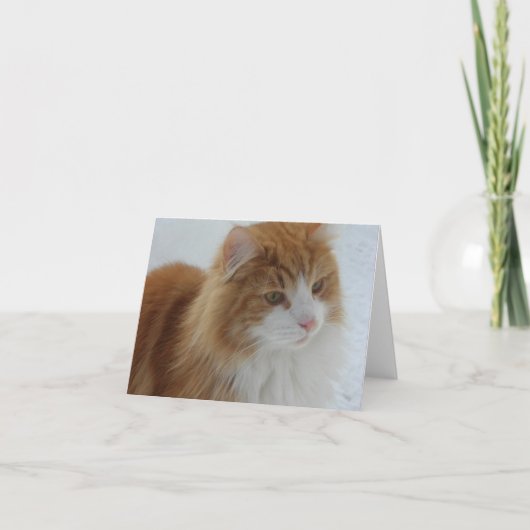 Norwegian_Forest_Cat Kaart (Voorkant)