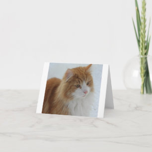 Norwegian_Forest_Cat Kaart