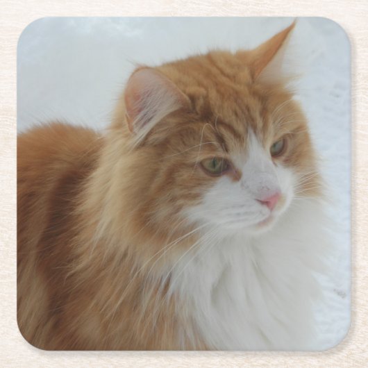 Norwegian_Forest_Cat Kartonnen Onderzetters (Voorkant)