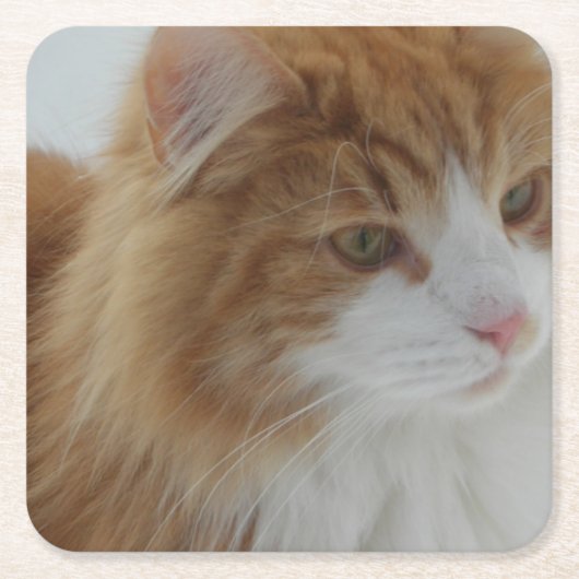 Norwegian_Forest_Cat Kartonnen Onderzetters (Voorkant)