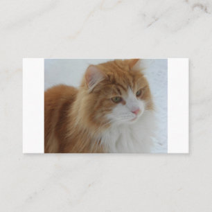 Norwegian_Forest_Cat Plaatskaartje