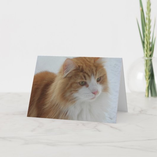 Norwegian_Forest_Cat Programma (Voorkant)