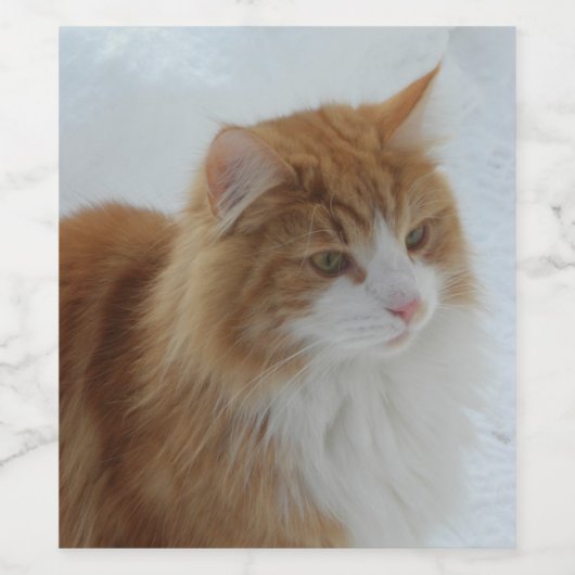 Norwegian_Forest_Cat Wijn Etiket (Enkel label)