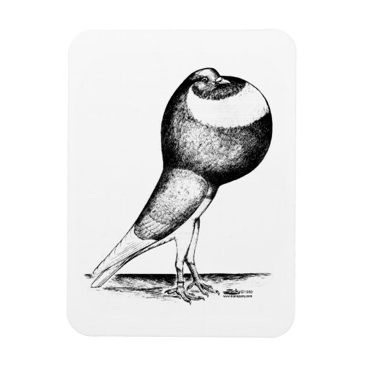 Norwich Cropper 1980 Magneet (Verticaal)