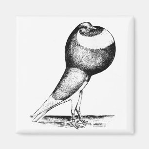 Norwich Cropper 1980 Magneet