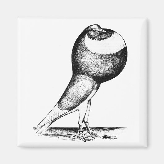 Norwich Cropper 1980 Magneet (Voorkant)