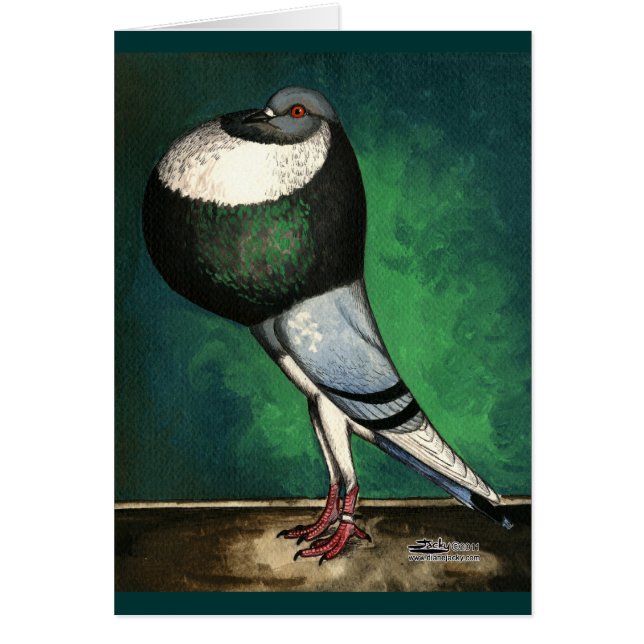 Norwich Cropper Blue Pied (Voorkant)