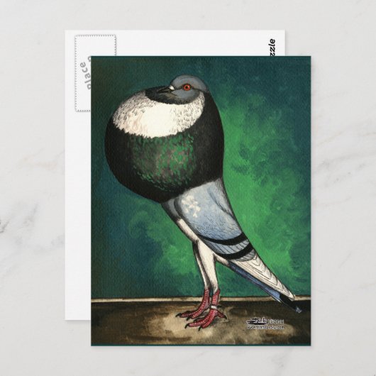 Norwich Cropper Blue Pied Briefkaart (Voorkant / Achterkant)