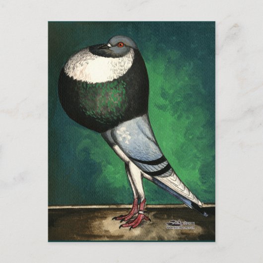 Norwich Cropper Blue Pied Briefkaart (Voorkant)