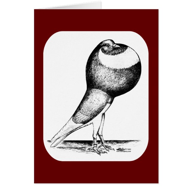 Norwich Cropper Pigeon 1980 (Voorkant)