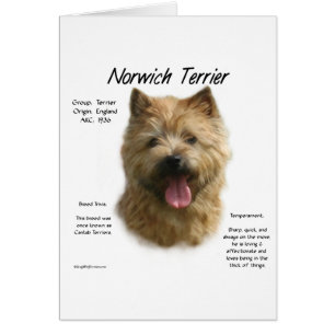 Norwich Terrier Geschiedenis Ontwerp